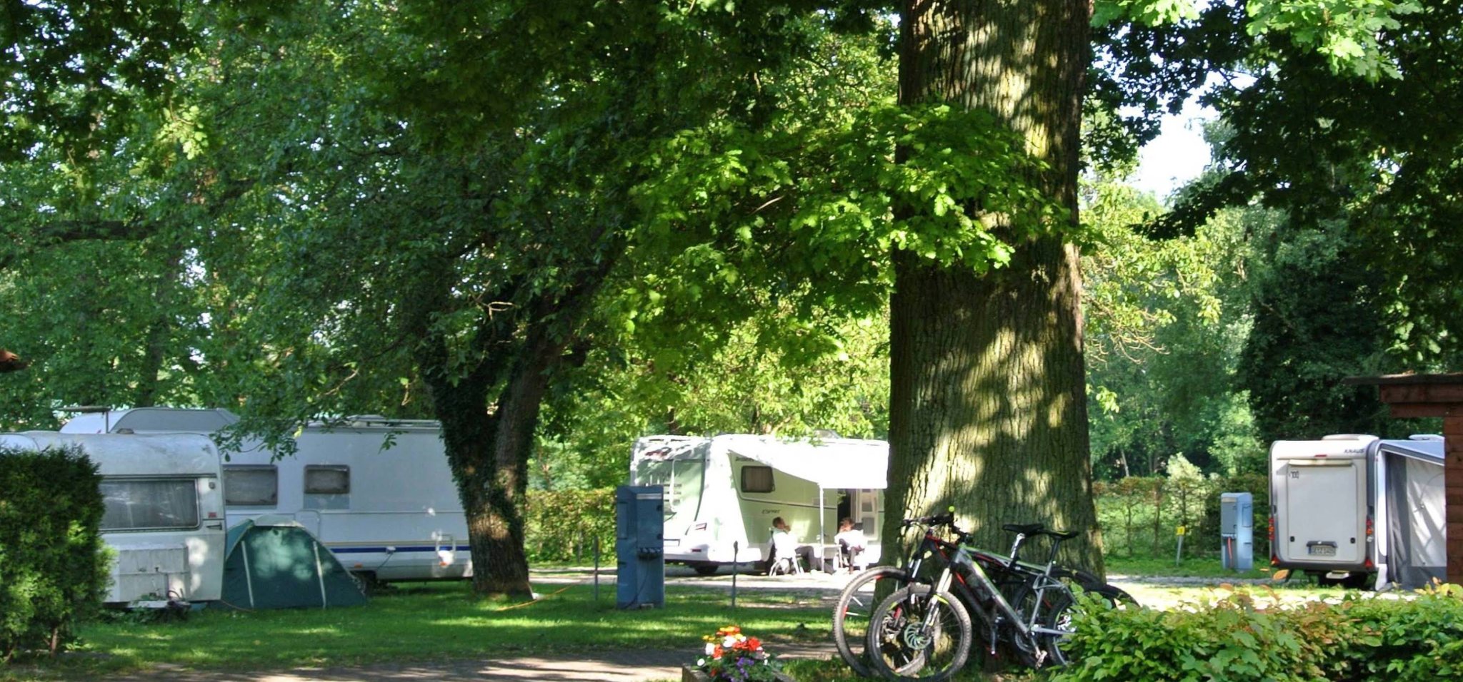 Camping unter alten Bäumen